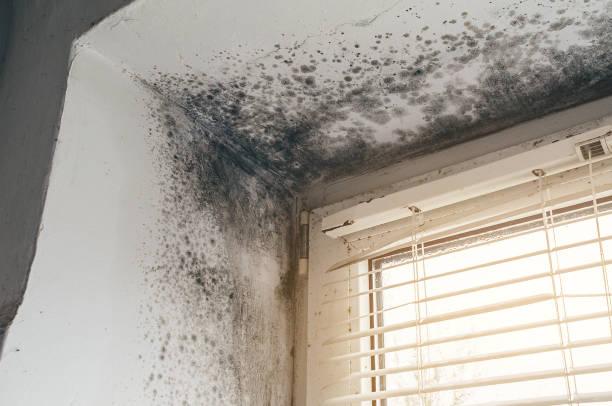 Affordable Black Mold Remediation solutions in Bellwood, PA